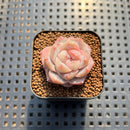 Echeveria 'Song' 1" Succulent Plant Cutting
