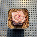 Echeveria 'Song' 1" Succulent Plant Cutting