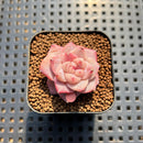 Echeveria 'Song' 1" Succulent Plant Cutting