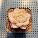 Echeveria 'Frost Flower' 1"-2" Succulent Plant Cutting