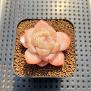 Echeveria 'Frost Flower' 1"-2" Succulent Plant Cutting