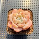 Echeveria 'Frost Flower' 1"-2" Succulent Plant Cutting