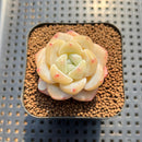 Echeveria 'Frost Flower' 1"-2" Succulent Plant Cutting