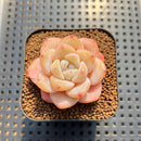 Echeveria 'Frost Flower' 1"-2" Succulent Plant Cutting