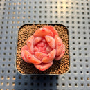 Echeveria 'Purple Heart' 1"-2" Succulent Plant Cutting