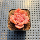 Echeveria 'Purple Heart' 1"-2" Succulent Plant Cutting