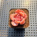 Echeveria 'Purple Heart' 1"-2" Succulent Plant Cutting