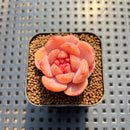 Echeveria 'Purple Heart' 1"-2" Succulent Plant Cutting