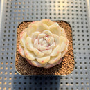 Echeveria 'Ice Berry' 2" Succulent Plant Cutting
