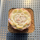 Echeveria 'Ice Berry' 2" Succulent Plant Cutting