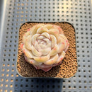 Echeveria 'Ice Berry' 2" Succulent Plant Cutting