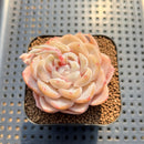 Echeveria 'Ice Berry' 2" Succulent Plant Cutting
