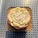 Echeveria 'Ice Berry' 2" Succulent Plant Cutting