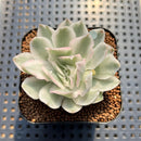 Echeveria 'White Princess' Variegated 1"-2" Succulent Plant Cutting