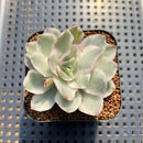 Echeveria 'White Princess' Variegated 1"-2" Succulent Plant Cutting