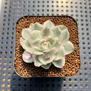 Echeveria 'White Princess' Variegated 1"-2" Succulent Plant Cutting