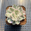Echeveria 'White Princess' Variegated 1"-2" Succulent Plant Cutting