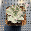 Echeveria 'White Princess' Variegated 1"-2" Succulent Plant Cutting