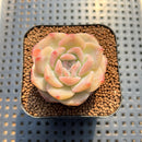 Echeveria 'Snow Lotus' 1"-2" Succulent Plant Cutting