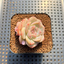Echeveria 'Snow Lotus' 1"-2" Succulent Plant Cutting