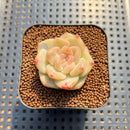 Echeveria 'Snow Lotus' 1"-2" Succulent Plant Cutting