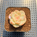 Echeveria 'Snow Lotus' 1"-2" Succulent Plant Cutting