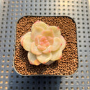 Echeveria 'Snow Lotus' 1"-2" Succulent Plant Cutting