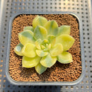 Echeveria 'Moon Fairy' Variegated 2" Succulent Plant Cutting