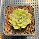 Echeveria 'Moon Fairy' Variegated 2" Succulent Plant Cutting
