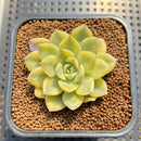 Echeveria 'Moon Fairy' Variegated 2" Succulent Plant Cutting