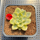 Echeveria 'Moon Fairy' Variegated 2" Succulent Plant Cutting