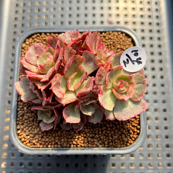 Echeveria 'Opinio' Variegated/Mutated 2
