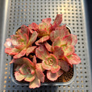 Echeveria 'Opinio' Variegated/Mutated 2"-3" Cluster Succulent Plant Cutting