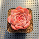 Echeveria 'Purple Heart' 2" Succulent Plant Cutting