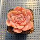 Echeveria 'Purple Heart' 2" Succulent Plant Cutting
