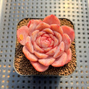 Echeveria 'Purple Heart' 2" Succulent Plant Cutting