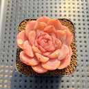 Echeveria 'Purple Heart' 2" Succulent Plant Cutting