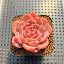 Echeveria 'Purple Heart' 2" Succulent Plant Cutting