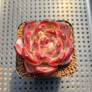 Echeveria 'Daredevil' 2" Type A Succulent Plant Cutting