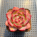 Echeveria 'Daredevil' 2" Type A Succulent Plant Cutting