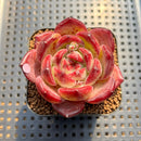 Echeveria 'Daredevil' 2" Type A Succulent Plant Cutting