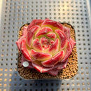 Echeveria 'Daredevil' 2" Type A Succulent Plant Cutting