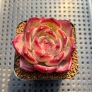 Echeveria 'Daredevil' 2" Type A Succulent Plant Cutting