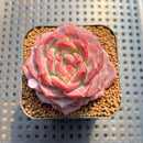 Echeveria 'Pumpkin' 2" Succulent Plant Cutting