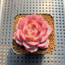 Echeveria 'Pumpkin' 2" Succulent Plant Cutting