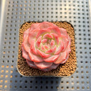 Echeveria 'Pumpkin' 2" Succulent Plant Cutting