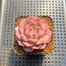 Echeveria 'Pumpkin' 2" Succulent Plant Cutting