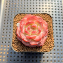 Echeveria 'Pumpkin' 2" Succulent Plant Cutting