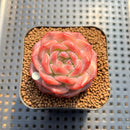 Echeveria 'Pumpkin' 2" Succulent Plant Cutting