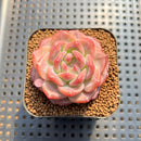 Echeveria 'Pumpkin' 2" Succulent Plant Cutting